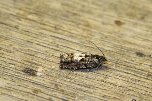 Réf. 252 777 : Pammene argyrana